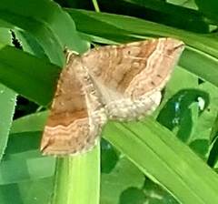 Scotopteryx chenopodiata