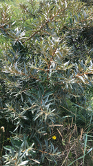 Hippophae rhamnoides
