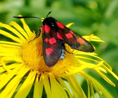 Zygaena viciae