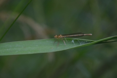 Platycnemis pennipes