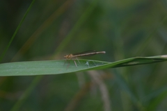 Platycnemis pennipes