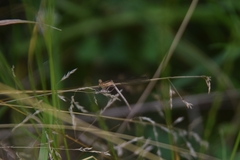 Platycnemis pennipes