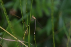 Platycnemis pennipes