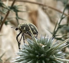 Larinus onopordi