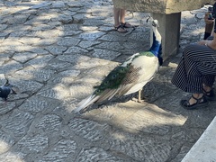 Pavo
