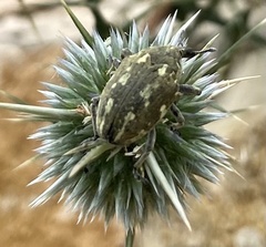 Larinus onopordi