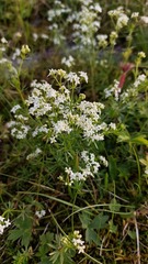 Galium anisophyllon