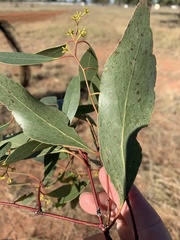 Eucalyptus brownii