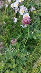 Scabiosa lucida