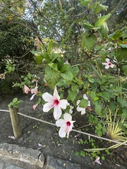 Angiospermae