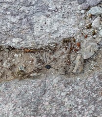 Mitopus glacialis