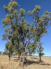 Eucalyptus brownii