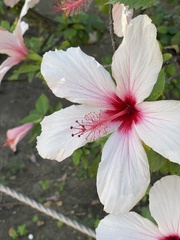 Angiospermae