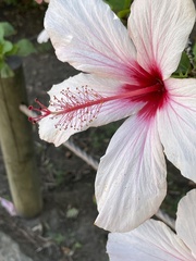 Angiospermae