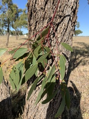 Eucalyptus brownii