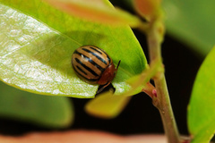 Plagiodera septemvittata