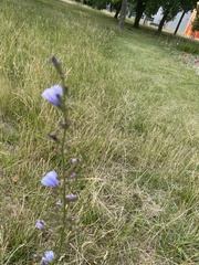 Cichorium intybus