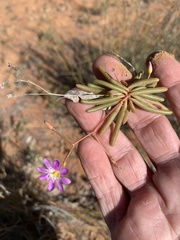 Calandrinia stagnensis