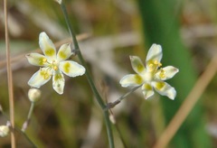 Anticlea elegans