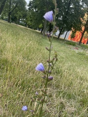 Cichorium intybus