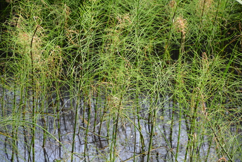 Riječna preslica (Equisetum fluviatile)