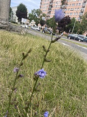 Cichorium intybus