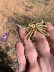 Calandrinia stagnensis