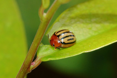 Plagiodera septemvittata