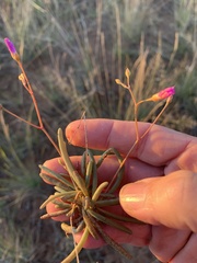 Calandrinia stagnensis