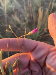 Calandrinia stagnensis