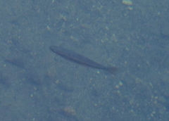 Melanotaenia splendida splendida