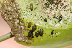 Plagiodera septemvittata