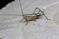 Conocephalus bidentatus