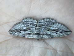 Ecleora solieraria