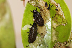 Plagiodera septemvittata