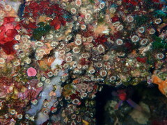 Polycyathus muellerae