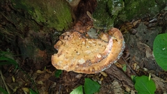 Aurantiporus croceus