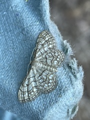 Idaea moniliata