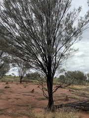 Acacia tephrina