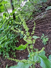 Rumex obtusifolius