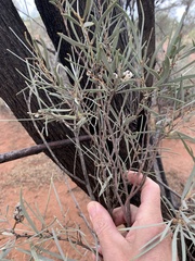 Acacia tephrina