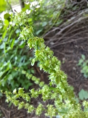 Rumex obtusifolius