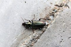 Catascopus sauteri