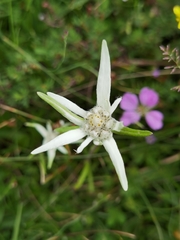 Leontopodium junpeianum