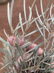 Acacia tephrina