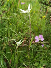 Leontopodium junpeianum