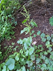 Rumex obtusifolius