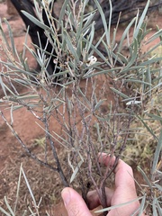 Acacia tephrina