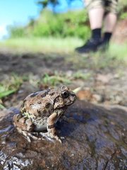 Sphaerotheca maskeyi