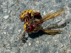 Vespa crabro